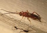 Zele Braconid Wasp species; female