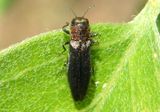 Agrilus Metallic Wood-boring Beetle species