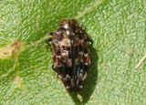 Brachys ovatus; Metallic Wood-boring Beetle species