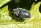 Coleothorpa dominicana; Case-bearing Leaf Beetle species 