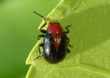 Paria Leaf Beetle species