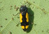 Ptosima gibbicollis; Redbud Borer 