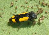 Ptosima gibbicollis; Redbud Borer