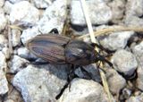 Sphenophorus venatus vestitus; Hunting Billbug