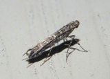0663 - Neurobathra strigifinitella; Leaf Blotch Miner Moth species