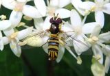 Allograpta obliqua; Common Oblique Syrphid Fly; female