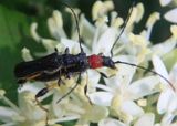 Callimoxys ocularis; Long-horned Beetle species pair