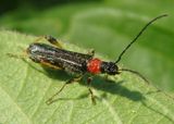 Callimoxys ocularis; Long-horned Beetle species; female