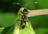 Euderces picipes; Long-horned Beetle species