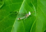 Maccaffertium Flatheaded Mayfly species; male