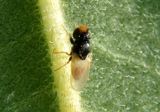 Malloewia abdominalis; Frit Fly species
