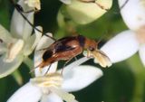 Mordellistena ornata; Tumbling Flower Beetle species