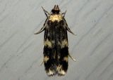 1134 - Oegoconia quadripuncta; Four-spotted Yellowneck Moth