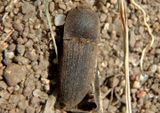 Agrypnus rectangularis; Click Beetle species