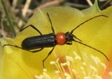 Batyle ignicollis; Long-horned Beetle species