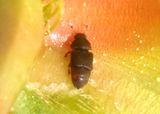 Caplothorax Sap-feeding Beetle species