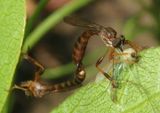 Leptogaster Robber Fly species pair