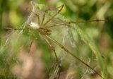 Leucauge venusta; Orchard Spider