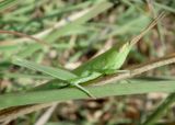 Mermiria Toothpick Grasshopper species nymph