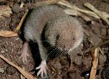 Northern Short-tailed Shrew