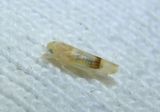 Ossiannilssonola appendiculata; Leafhopper species