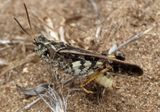 Pardalophora phoenicoptera; Orange-winged Grasshopper