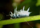 Scymninae Lady Beetle species larva