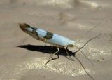 2467 - Argyresthia oreasella; Cherry Shoot Borer Moth