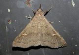 8386 - Renia adspergillus; Speckled Renia Moth
