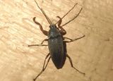 Androchirus erythropus; Comb-clawed Beetle species 