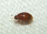 Cercyon Water Scavenger Beetle species