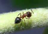 Crematogaster cerasi; Acrobat Ant species