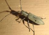 Dorcaschema cinereum; Flat-faced Longhorn species