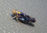Scaphoideus pullus; Leafhopper species