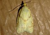 3725 - Cenopis pettitana; Maple Basswood Leafroller