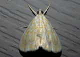 4869 - Glaphyria glaphyralis; Common Glaphyria Moth