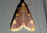 5524 - Hypsopygia costalis; Clover Hayworm Moth 
