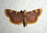 5524 - Hypsopygia costalis; Clover Hayworm Moth