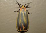 8090 - Hypoprepia fucosa; Painted Lichen Moth