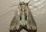 9433 - Xylomoia chagnoni; Chang Borer Moth