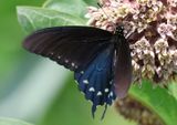 Battus philenor; Pipevine Swallowtail 