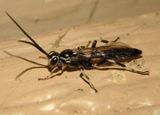 Coelichneumon Ichneumon Wasp species; male