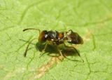 Encyrtus Chalcid Wasp species