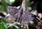 Erynnis horatius; Horaces Duskywing; male