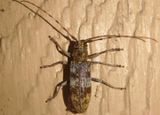 Goes debilis; Flat-faced Longhorn species