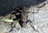 Graphisurus despectus; Flat-faced longhorn species; male
