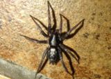 Herpyllus ecclesiasticus; Eastern Parson Spider