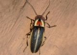 Photuris Firefly species