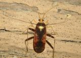 Phytocoris infuscatus; Plant Bug species