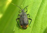 Polymerus venaticus; Plant Bug species
